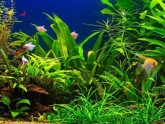 Aquarium Water: Complete Guide to a Healthy Environment