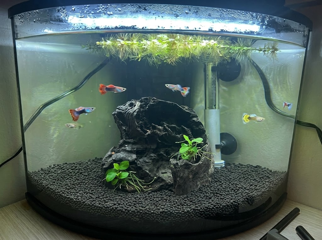 Choosing the Right Size for Your First Aquarium