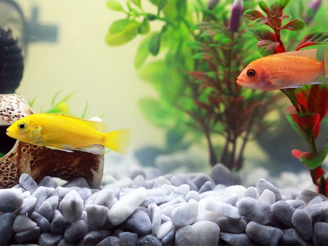 The Best Decorations for Your Aquarium