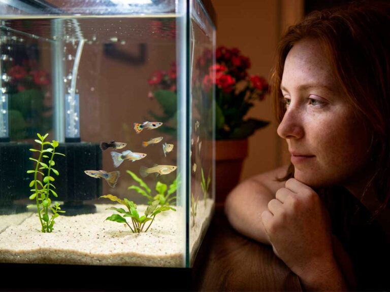 Your First Aquarium: The Complete Beginner's Setup Guide