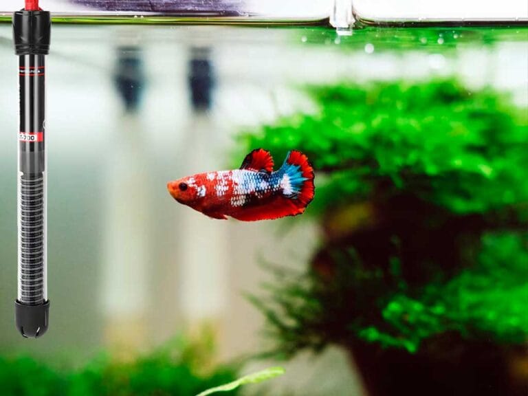 Aquarium Heaters and Thermometers: Tips and Recommendations