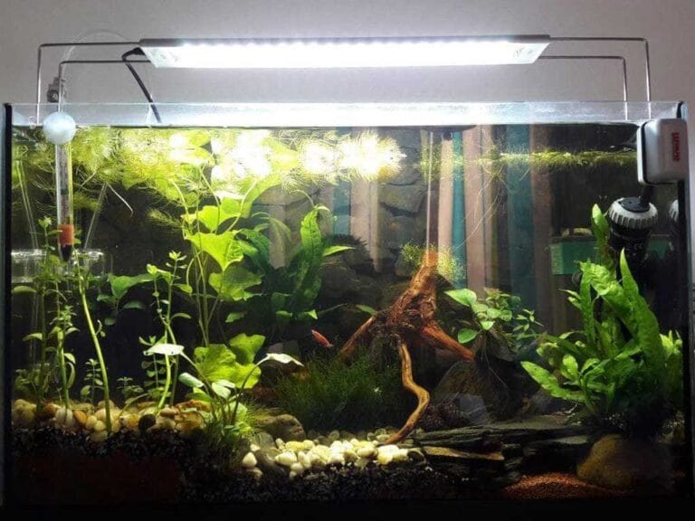 Aquarium Lighting: Tips and Advice to Maintain a Perfect Ecosystem