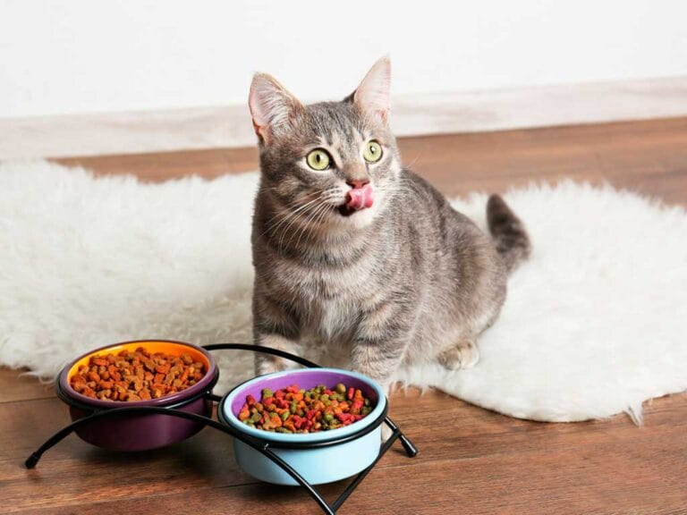Cat Food: Key Nutrients and Dangerous Foods You Should Know