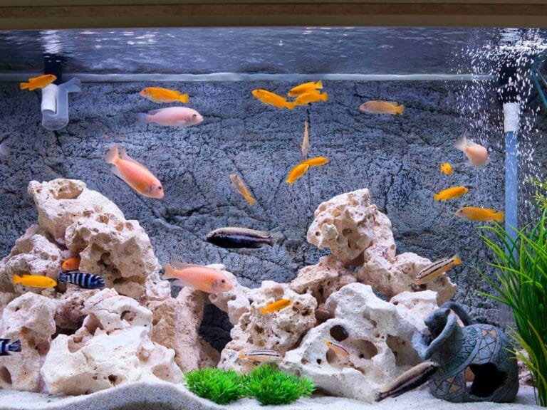 Everything You Need to Know about Aquarium Water Pumps