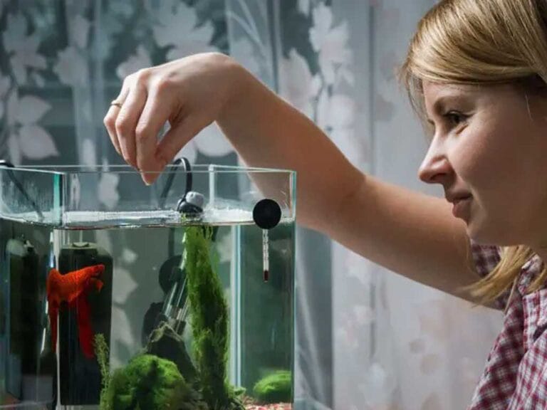 Nourish your Ornamental Fish: Tips and Tricks for a Perfect Diet