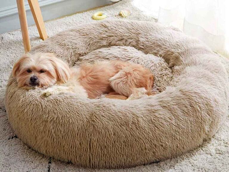 Choosing the Perfect Bed for Your Dog: Key Factors and Benefits