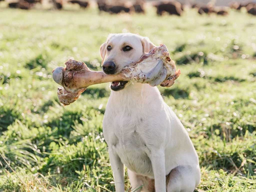 Dangerous Dog Treats: How to Avoid Health Problems and Veterinary Expenses