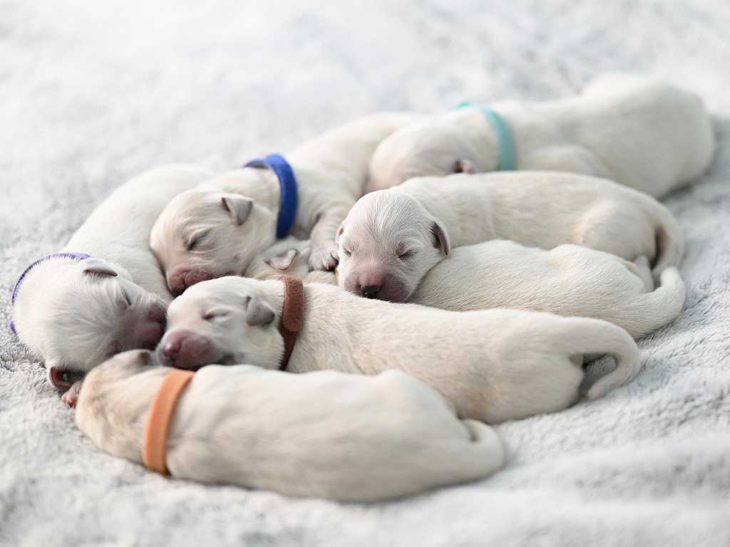 Guide to Puppy Care: Training, Nutrition, Hygiene, and Play