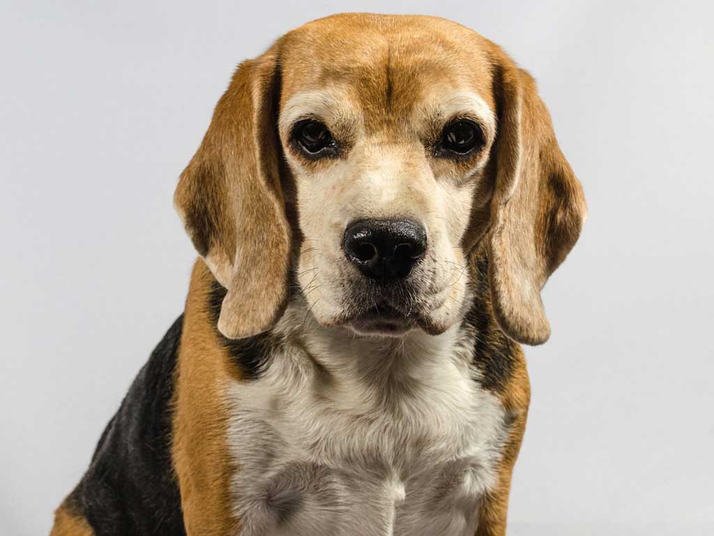 Things You Should Never Do with Your Dog: A Guide to a Healthy and Happy Relationship
