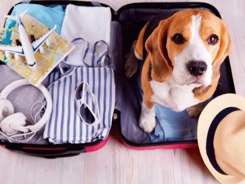 Guide to Traveling Safely and Stress-Free with Your Pet in 2025
