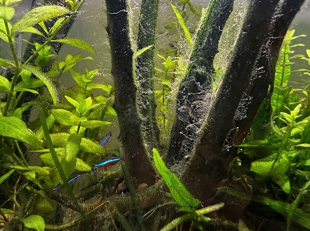 Remove Filamentous Algae from Aquariums