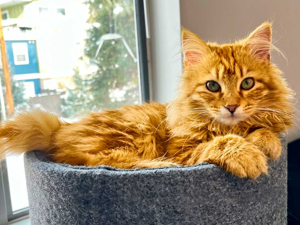 American Bobtail yellow cat