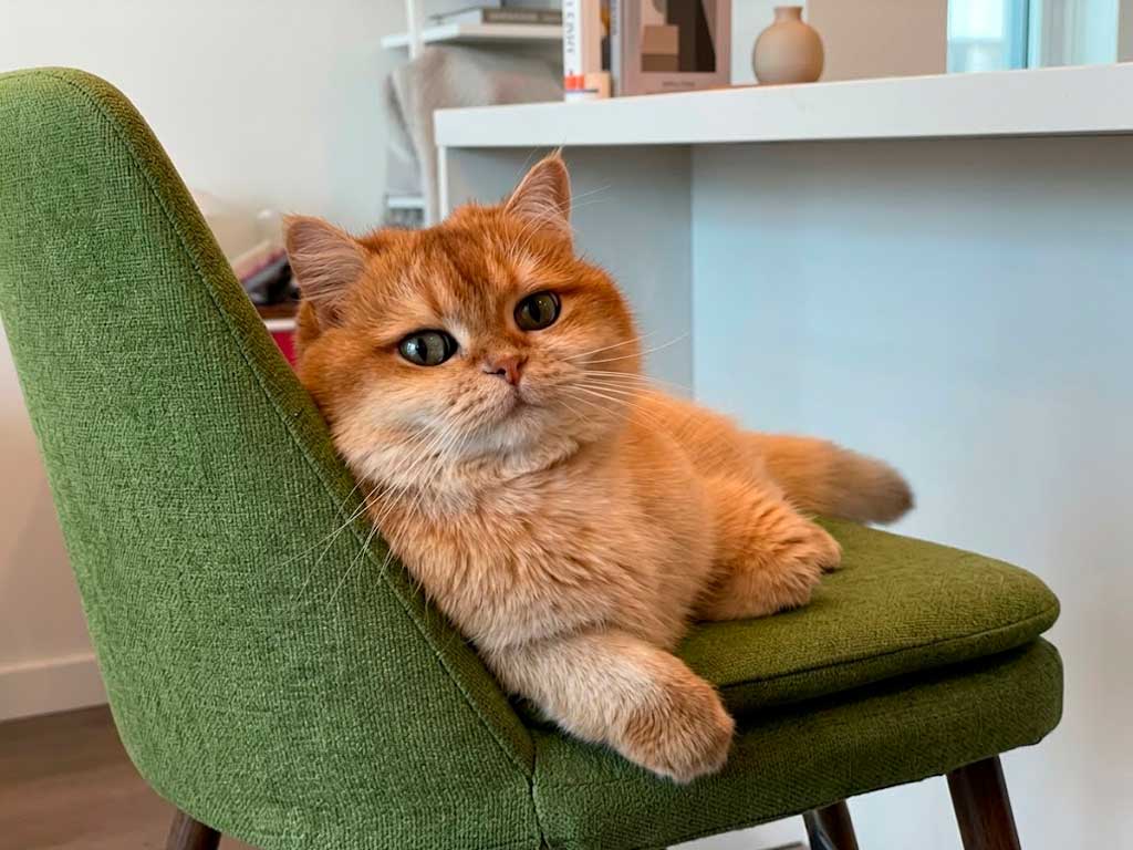 British Shorthair yellow cat