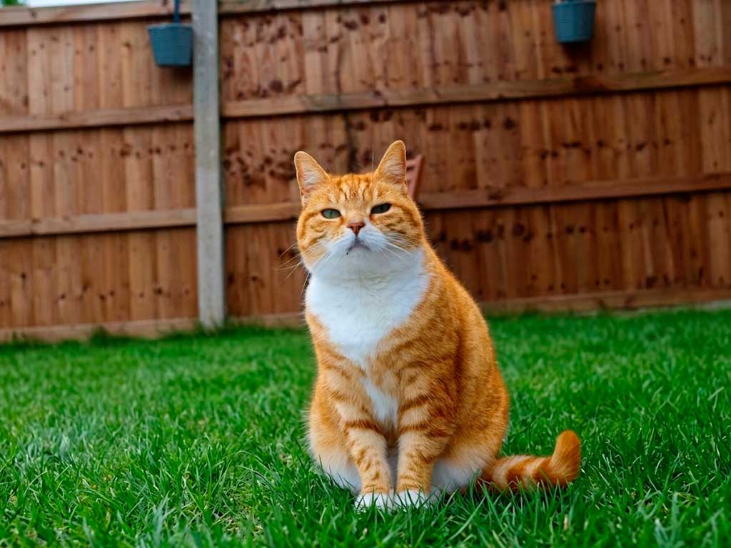 Domestic Shorthair yellow cat