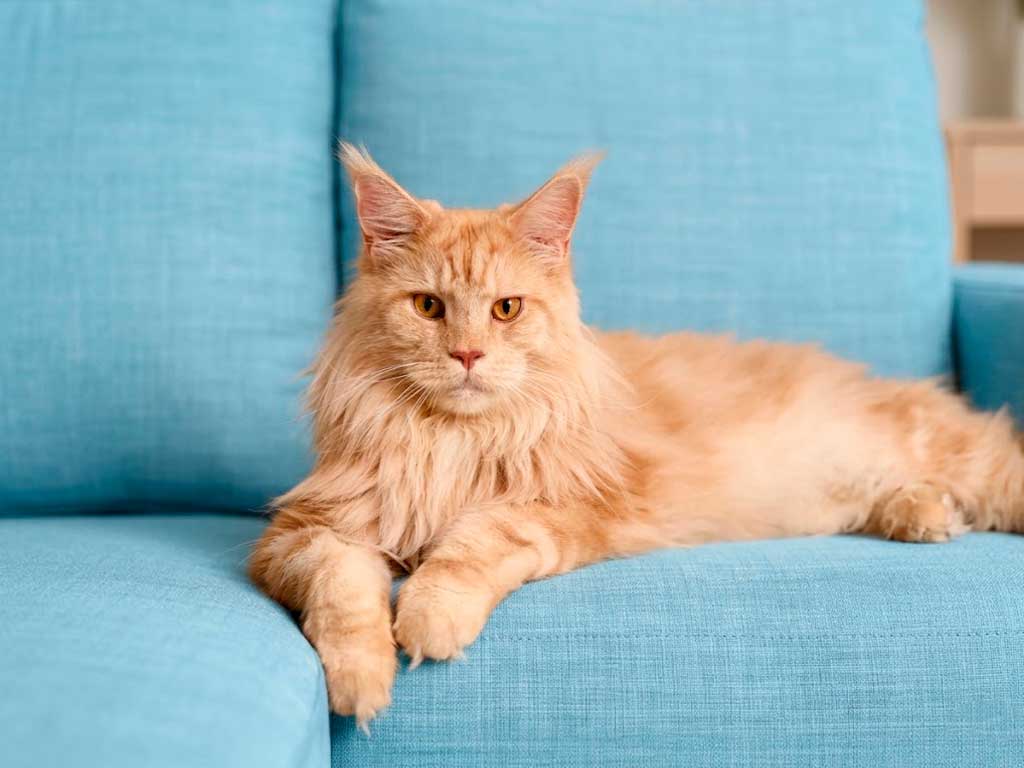 Maine Coon Yellow Cat
