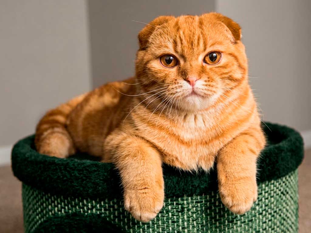Scottish Fold yellow cat