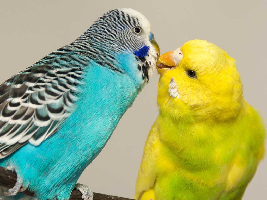 The 5 Best Birds for Beginners: A Complete Guide to Choosing Your Feathered Friend