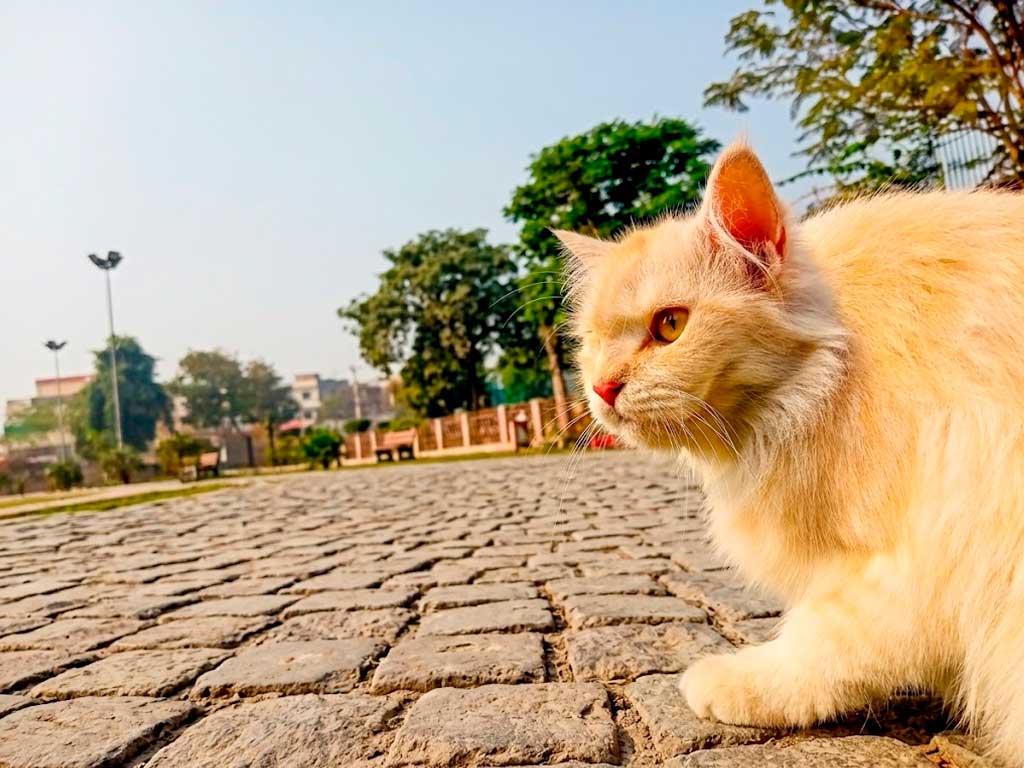 turkish angora yellow cat