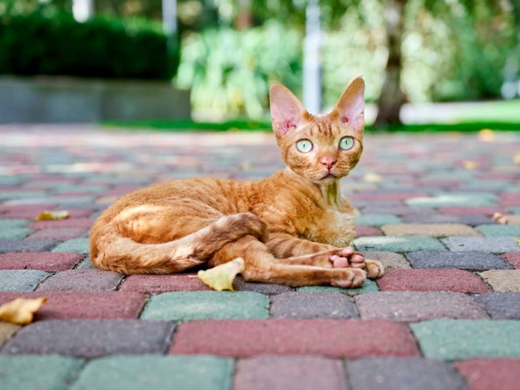 devon rex yellow cat