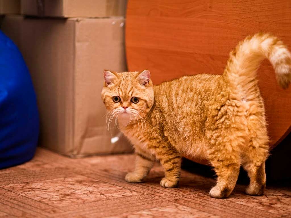 munchkin yellow cat