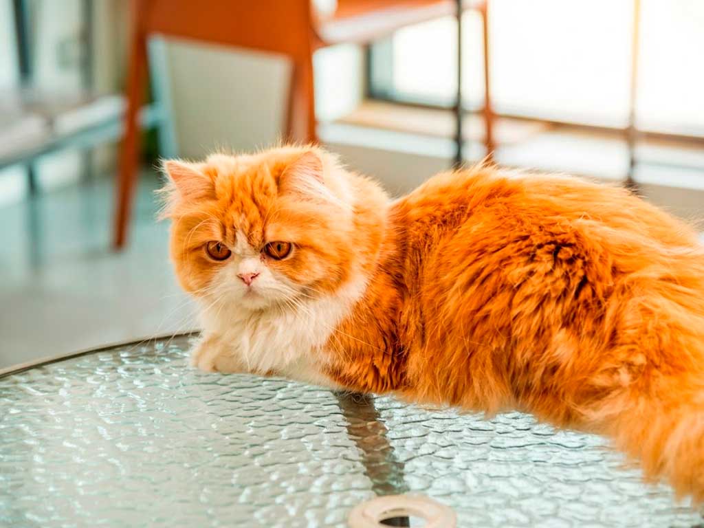 persian yellow cat