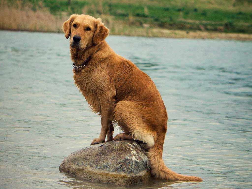 Golden Retriever: The Loyal and Affectionate Family Companion