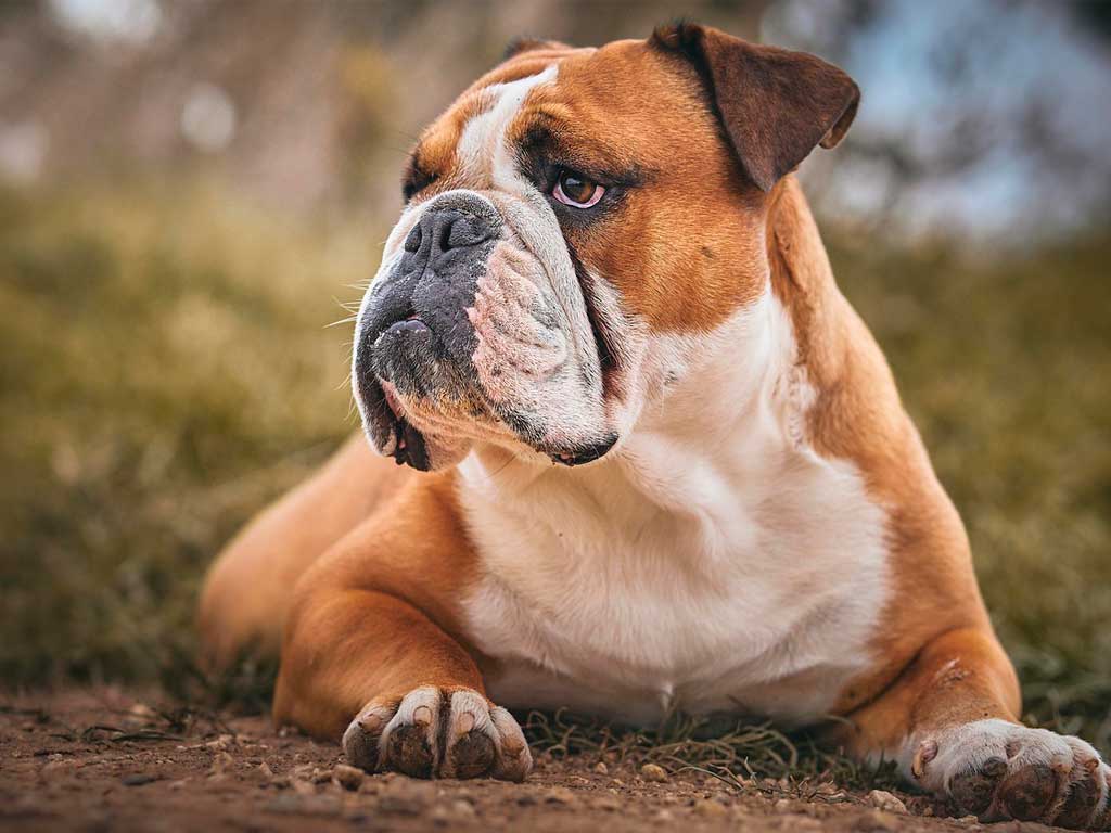 English Bulldog: Everything You Need to Know About This Iconic Breed