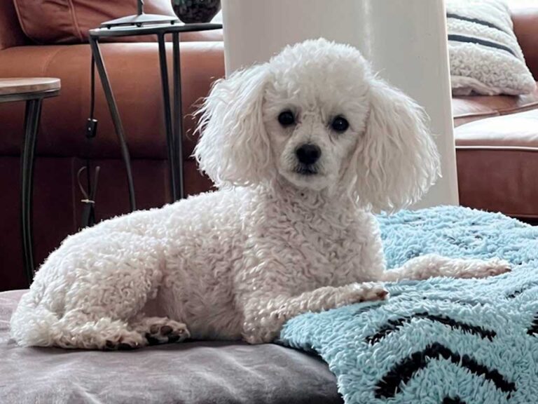 Toy Poodle: The Little Dog That Steals Hearts