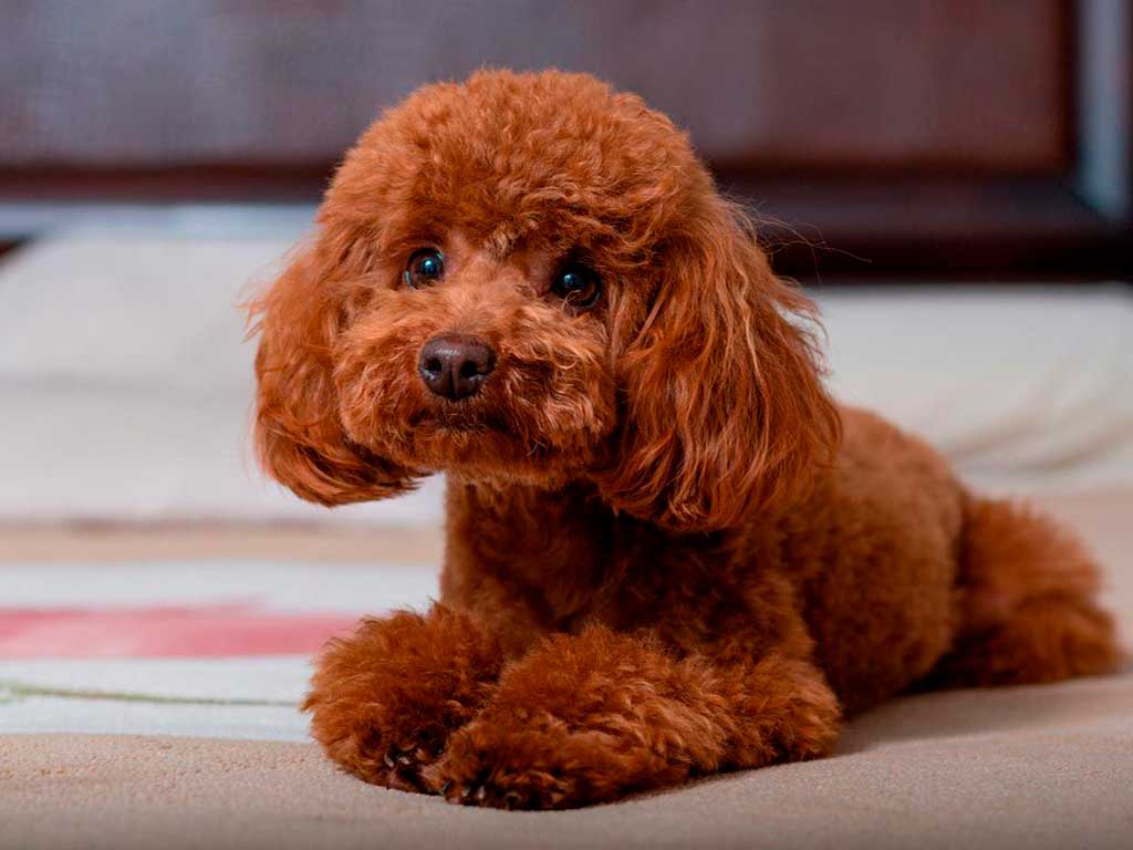 Toy Poodle: The Little Dog That Steals Hearts