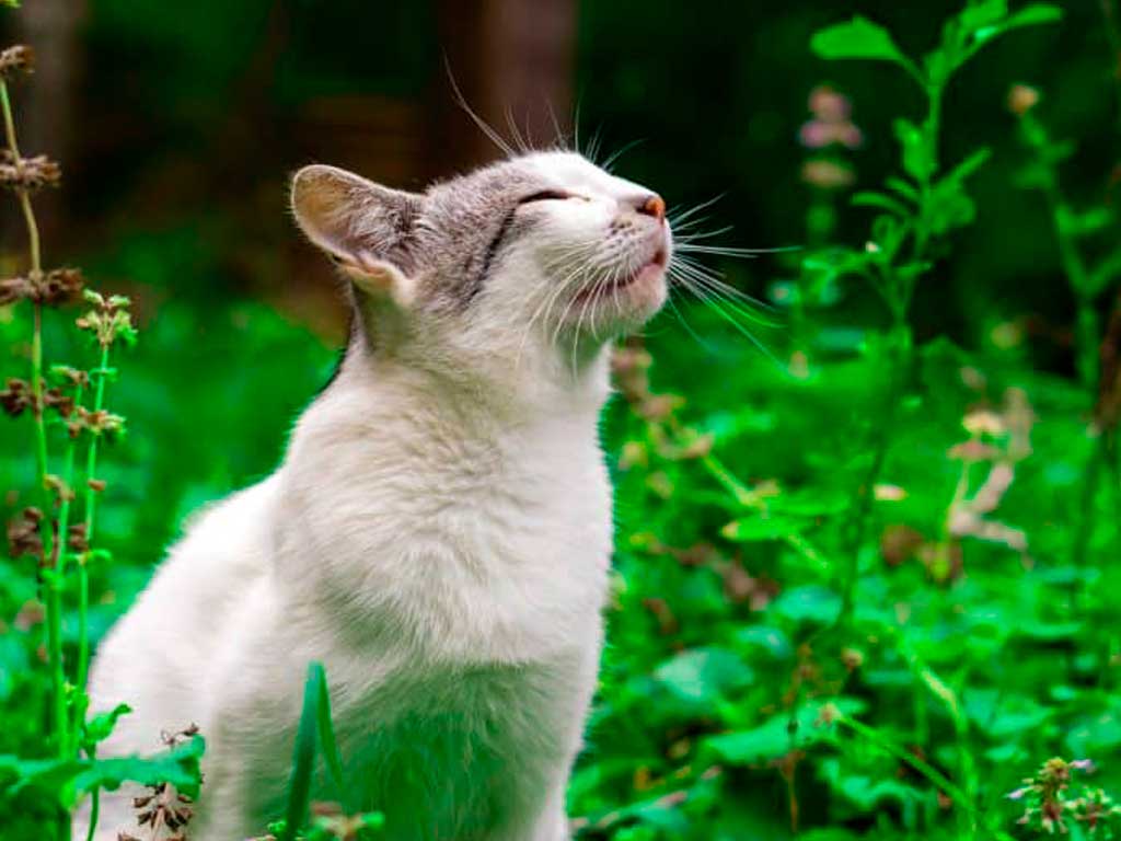 Stopping Unwanted Spraying: 10 Natural Scents Cats Hate (But Won’t Harm Them)