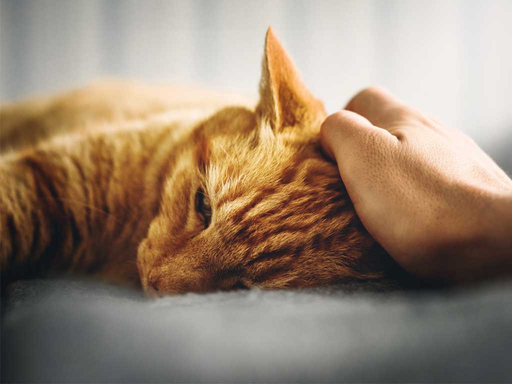 Why Does My Cat Ask for Food But Not Eat? Understanding the Causes and What You Can Do
