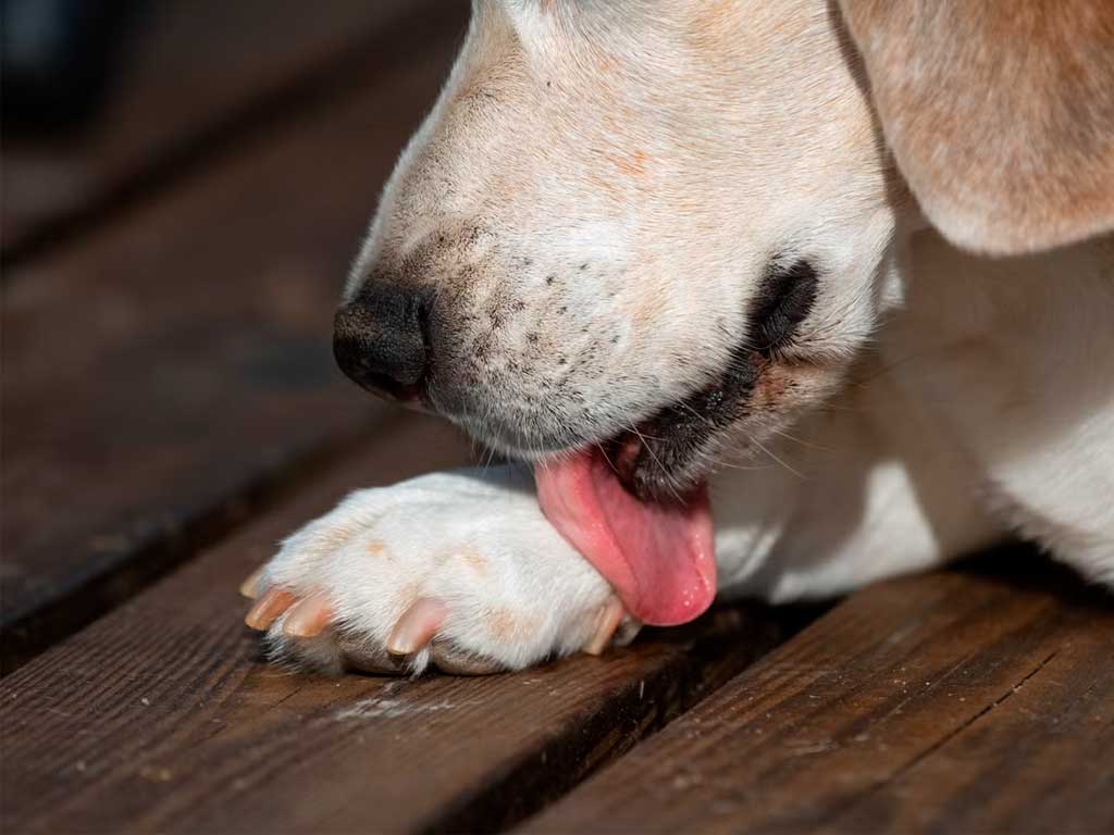 Why Is My Dog Licking Its Paws