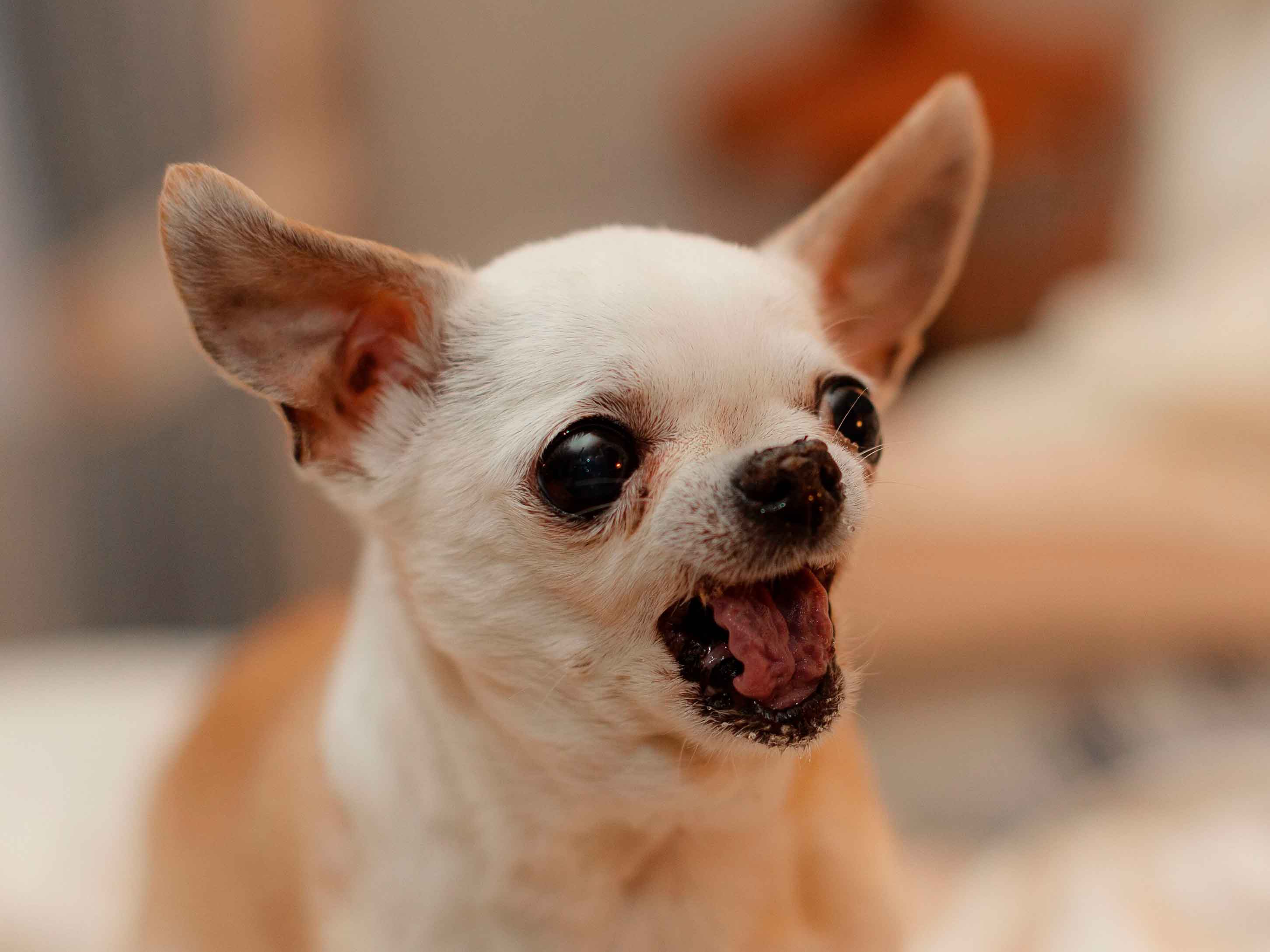 7 Dog Breeds That Bark a Lot (and How to Train Them)