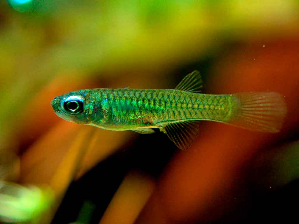 Lampeye Killifish Care Breeding and Tank Setup Guide