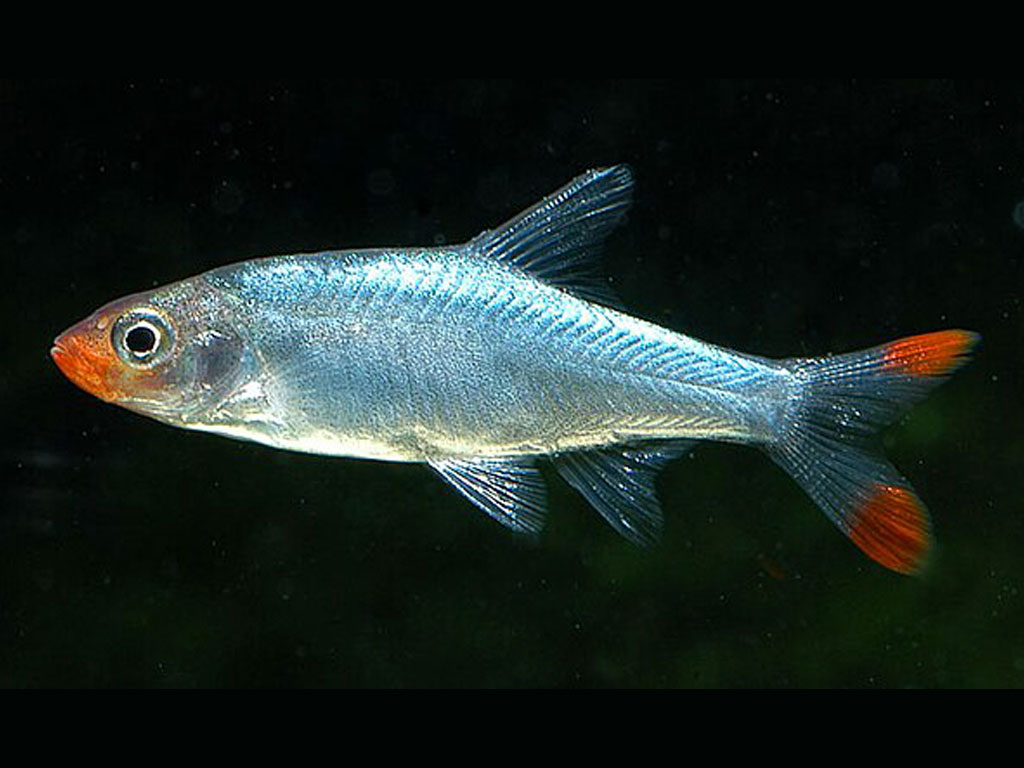 Sawbwa resplendens: The Tiny Treasure from Myanmar Captivating Aquarists