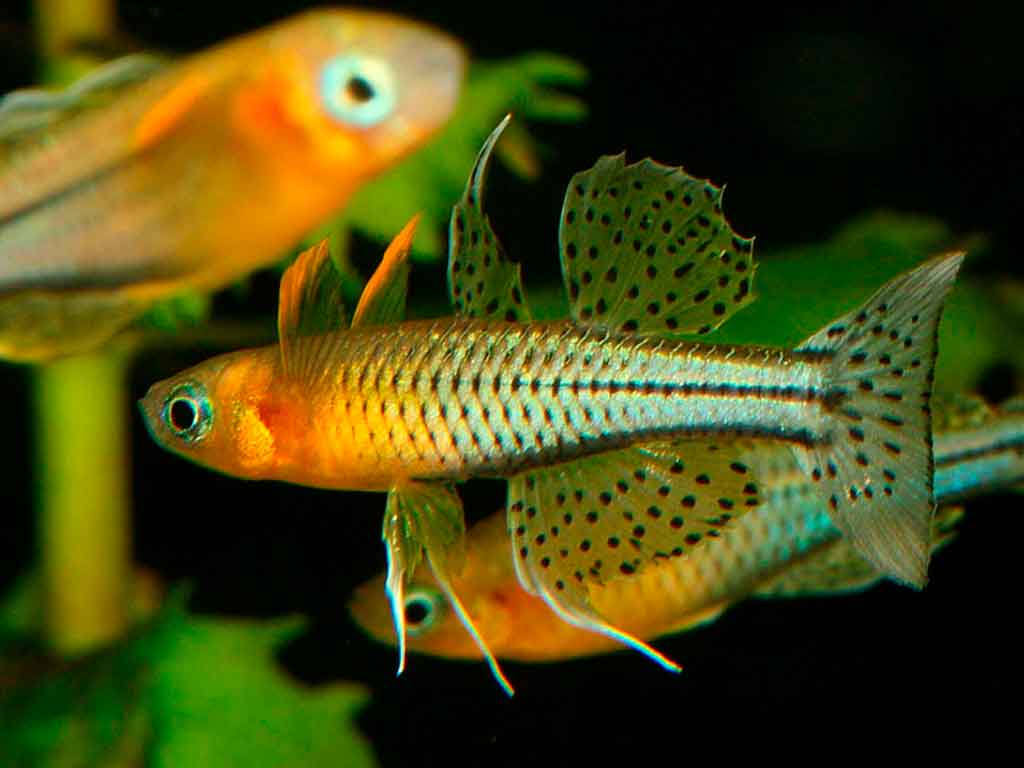 The Complete Guide to Pseudomugil Gertrudae: The Blue-Eyed Diamond for Your Aquarium