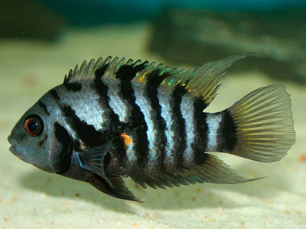 The Convict Cichlid: The Definitive Guide to the Charismatic "Aquarium Demon"