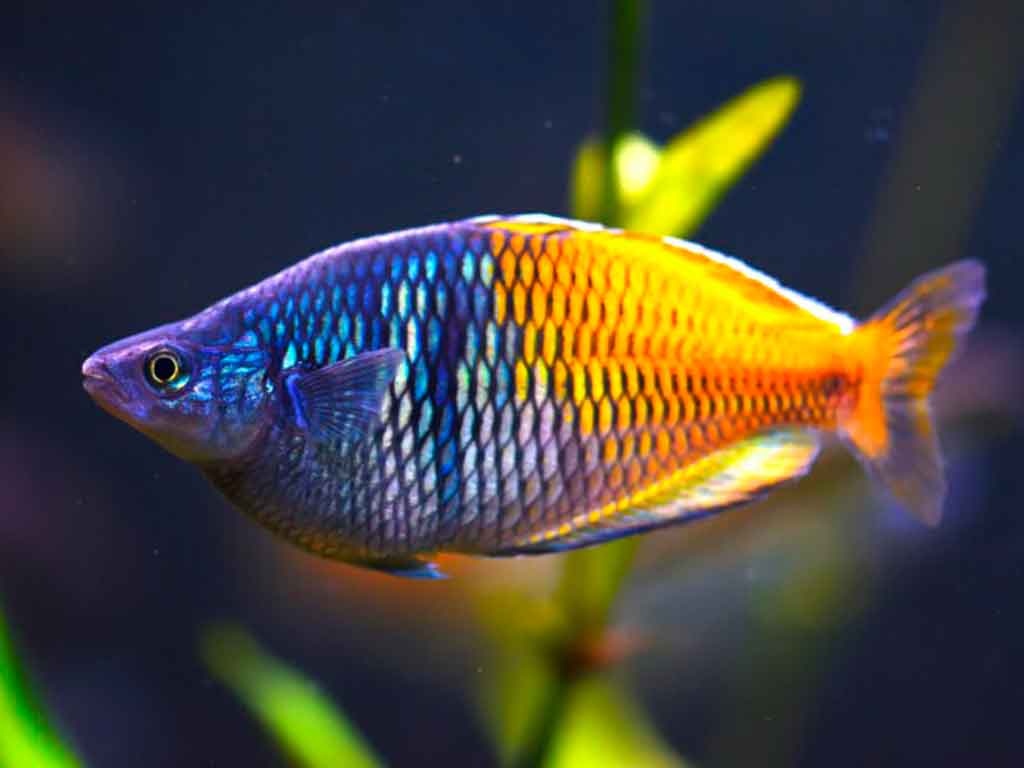 The Rainbowfish Secret: From Silver Fish to an Explosion of Color