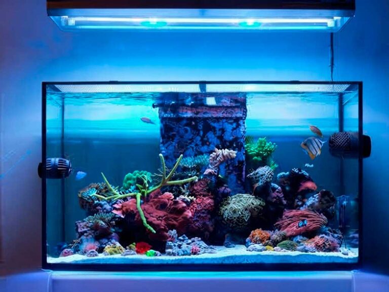 Captive-Bred vs. Wild-Caught Marine Fish: The Definitive Guide for a Sustainable and Successful Aquarium