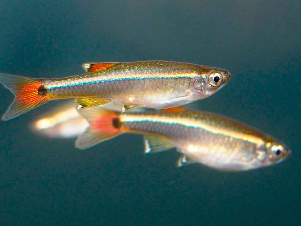 Chinese Neon Fish
