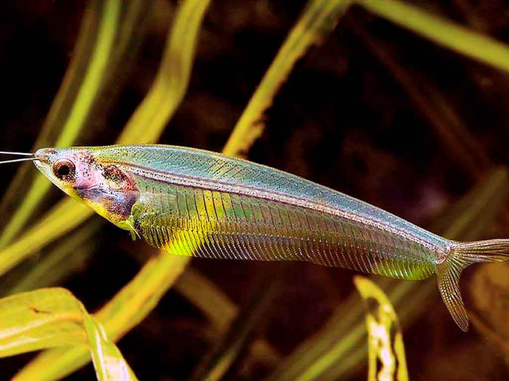 Glass Catfish