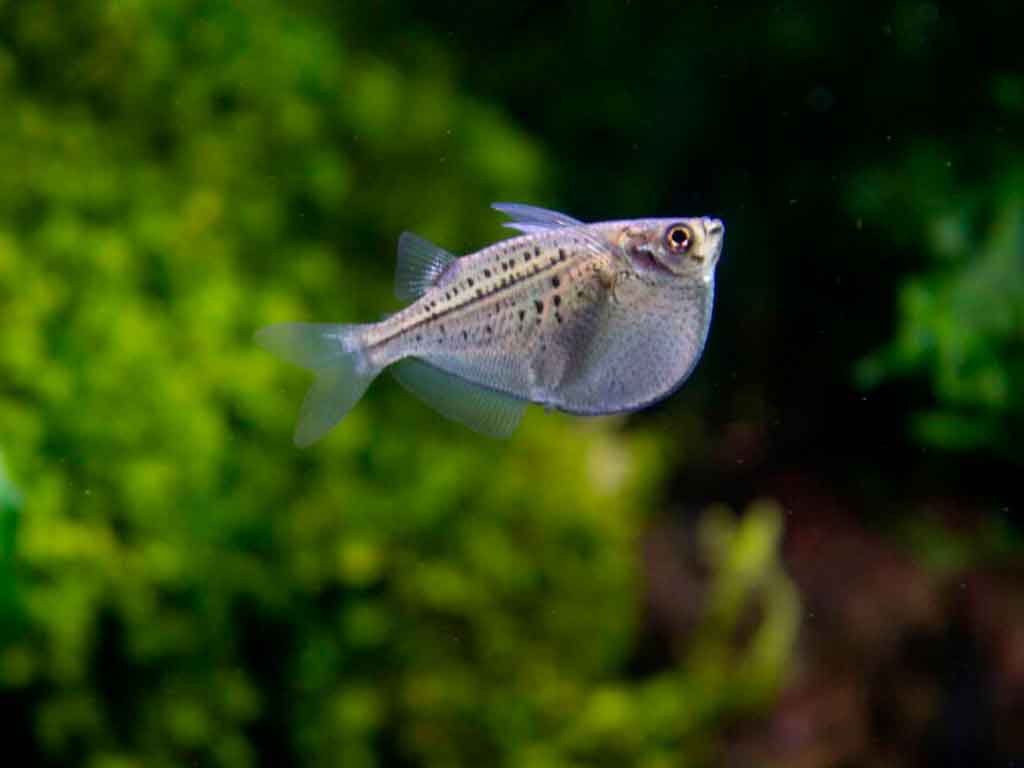 The Complete Guide to Keeping Hatchetfish