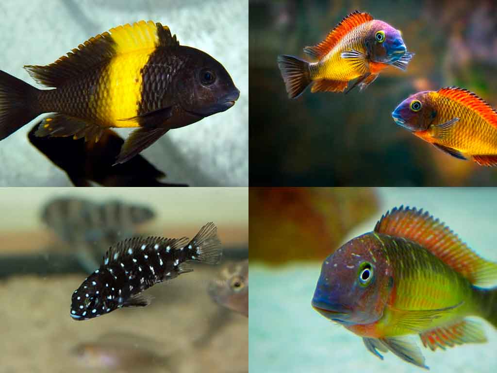 The Tropheus Challenge: Care, Diet, and Secrets of a Demanding Cichlid