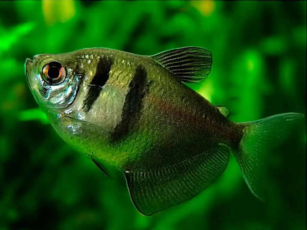 Discover the Black Skirt Tetra: The Hardy and Fascinating Characin for Beginners
