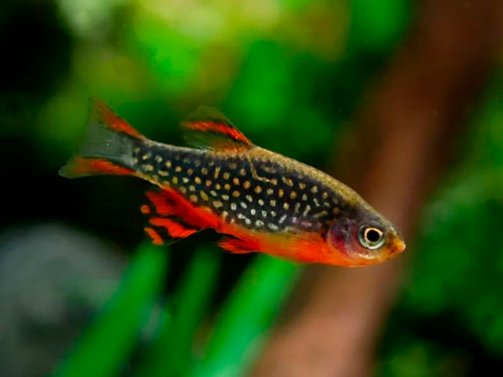 Discover the Galaxy Rasbora: Care, Breeding, and Secrets of this Celestial Fish