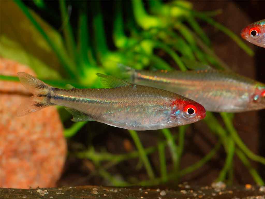 Drunken Tetra: All About the King of the School