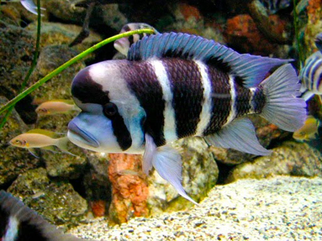 Frontosa Cichlid: Care Guide & Aquarium Setup (Cyphotilapia frontosa)