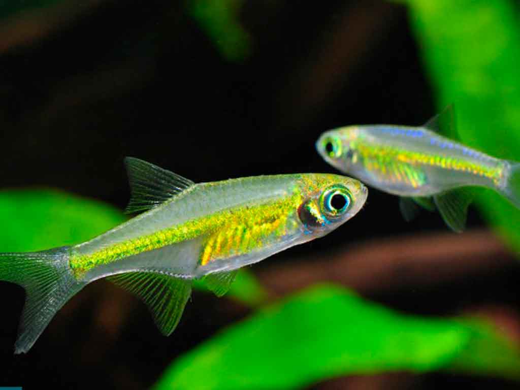 Kubotai Rasbora (Microdevario kubotai): The Emerald Jewel for Your Nano Aquarium