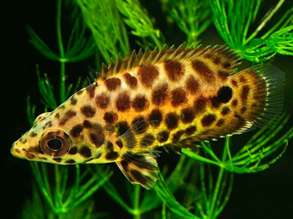 Leopard Gourami: The Master of Camouflage for Your Amazon Aquarium