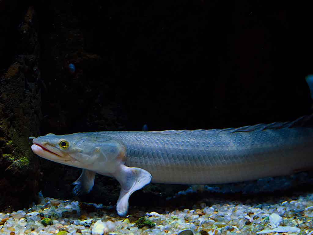 Polypteridae: Care, Species, and Secrets of Prehistoric Lizard Fish